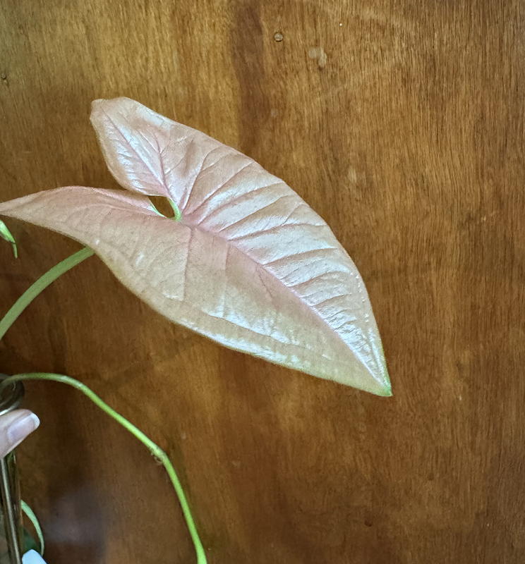 Syngonium neon robusta