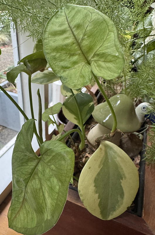 Syngonium white butterfly