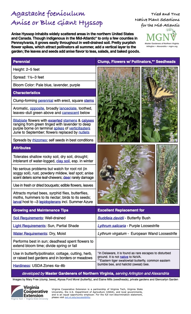 Agastache foeniculum Tried and True
Anise or Blue Giant Hyssop
Native Plant Selections for the Mid-Atlantic
Anise Hyssop inhabits widely scattered areas in the northern United States and Canada. Though indigenous in the Mid-Atlantic* to only a few counties in Pennsylvania, it grows easily throughout in well-drained soil. Pretty purplish flower spikes, which attract pollinators all summer, add a vertical layer to the garden; the leaves and seeds add anise flavor to teas, salads, and baked goods.
Perennial Clump, Flowers w/ Pollinators,** Seedheads
Height: 2–5 feet
Spread: 11⁄2–3 feet
Bloom Color: Pale blue, lavender, purple
Characteristics
Clump-forming perennial with erect, square stems
Aromatic, opposite, broadly lanceolate, toothed, leaves–dull green above and canescent below
Bilabiate flowers with exserted stamens & calyxes ranging from green tinged with lavender to deep purple borne on terminal spikes of verticillasters June to September; flowers replaced by nutlets
Spreads by rhizomes; self seeds in best conditions
Attributes
Tolerates shallow rocky soil, dry soil, drought; intolerant of water-logged, clay soil, esp. in winter
No serious problems but watch for root rot (in soggy soil), rust, powdery mildew, leaf spot; anise scent deters some leaf-chewers; deer rarely damage
Use in fresh or dried bouquets; edible flowers, leaves
Attracts myriad bees, syrphid flies, butterflies, moths, hummers to its nectar; birds to its seeds; larval host to ~3 lepidopterans incl. Summer Azure
Growing and Maintenance Tips
Soil Requirements: Well-drained
Excellent Replacement for
Buddleia davidii - Butterfly Bush
Light Requirements: Sun, Partial Shade
Water Requirements: Dry, Moist
Lythrum salicaria - Purple Loosestrife
Lythrum virgatum - European Wand Loosestrife
Performs best in sun; deadhead spent flowers to extend bloom time; divide spring or fall
Use in butterfly/pollinator, cottage, cutting, herb, or raised bed gardens and in borders or meadows
*In Delaware, it is found as rare escapes to disturbed ground. It is not native to NoVA.
**Eastern tiger swallowtail butterfly, common eastern bumble bee, and halictid (sweat) bee.
Hardiness: USDA Zones 4a–8b
developed by Master Gardeners of Northern Virginia, serving Arlington and Alexandria
Images by Mary Free (clump, bees), Alyssa Ford Morel (butterfly), and Elaine Mills (seedheads), private gardens and Glencarlyn Garden