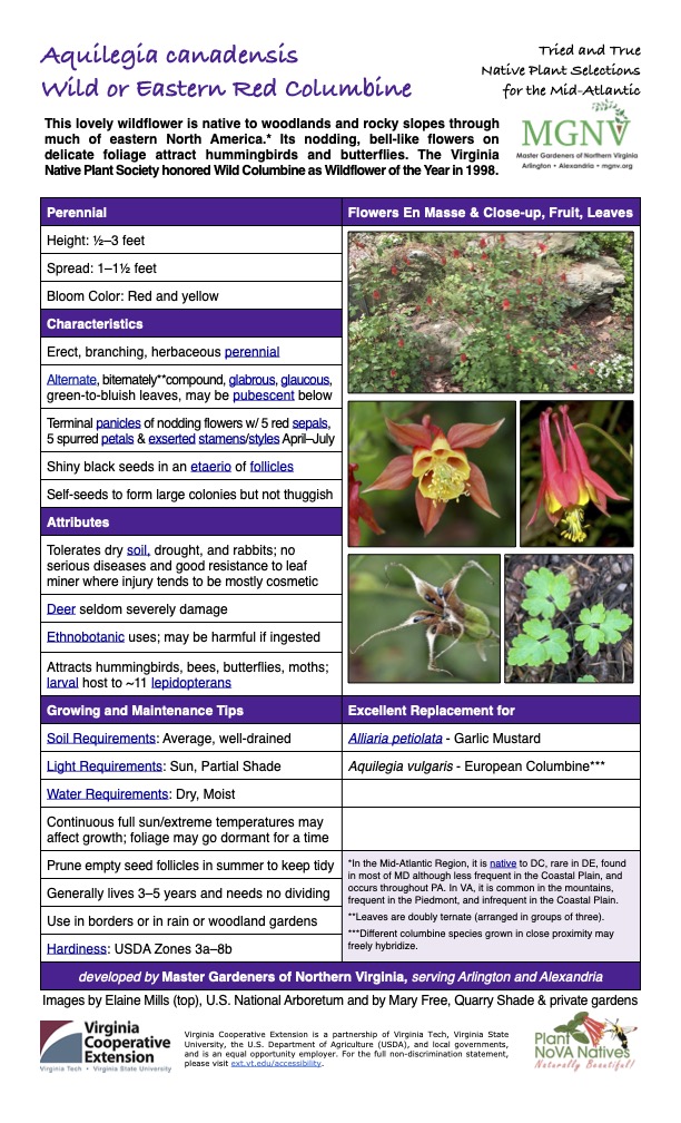 Tried and True Native Plant Selections Wild or Eastern Red Columbine for the Mid-Atlantic
This lovely wildflower is native to woodlands and rocky slopes through much of eastern North America.* Its nodding, bell-like flowers on delicate foliage attract hummingbirds and butterflies. The Virginia Native Plant Society honored Wild Columbine as Wildflower of the Year in 1998.
Perennial Flowers En Masse & Close-up, Fruit, Leaves
Height: 1⁄2–3 feet
Spread: 1–11⁄2 feet
Bloom Color: Red and yellow
Characteristics
Erect, branching, herbaceous perennial
Alternate, biternately**compound, glabrous, glaucous, green-to-bluish leaves, may be pubescent below
Terminal panicles of nodding flowers w/ 5 red sepals, 5 spurred petals & exserted stamens/styles April–July
Shiny black seeds in an etaerio of follicles
Self-seeds to form large colonies but not thuggish
Attributes
Tolerates dry soil, drought, and rabbits; no serious diseases and good resistance to leaf miner where injury tends to be mostly cosmetic
Deer seldom severely damage
Ethnobotanic uses; may be harmful if ingested
Attracts hummingbirds, bees, butterflies, moths; larval host to ~11 lepidopterans
Growing and Maintenance Tips
Excellent Replacement for
Soil Requirements: Average, well-drained
Alliaria petiolata - Garlic Mustard
Light Requirements: Sun, Partial Shade
Aquilegia vulgaris - European Columbine***
Water Requirements: Dry, Moist
Continuous full sun/extreme temperatures may affect growth; foliage may go dormant for a time
Prune empty seed follicles in summer to keep tidy
*In the Mid-Atlantic Region, it is native to DC, rare in DE, found in most of MD although less frequent in the Coastal Plain, and occurs throughout PA. In VA, it is common in the mountains, frequent in the Piedmont, and infrequent in the Coastal Plain.
**Leaves are doubly ternate (arranged in groups of three).
***Different columbine species grown in close proximity may freely hybridize.
Generally lives 3–5 years and needs no dividing
Use in borders or in rain or woodland gardens
Hardiness: USDA Zones 3a–8b
developed by Master Gardeners of Northern Virginia, serving Arlington and Alexandria
Images by Elaine Mills (top), U.S. National Arboretum and by Mary Free, Quarry Shade & private gardens