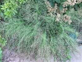 Eragrostis spectabilis (Purple Lovegrass) in a residential landscape in August.