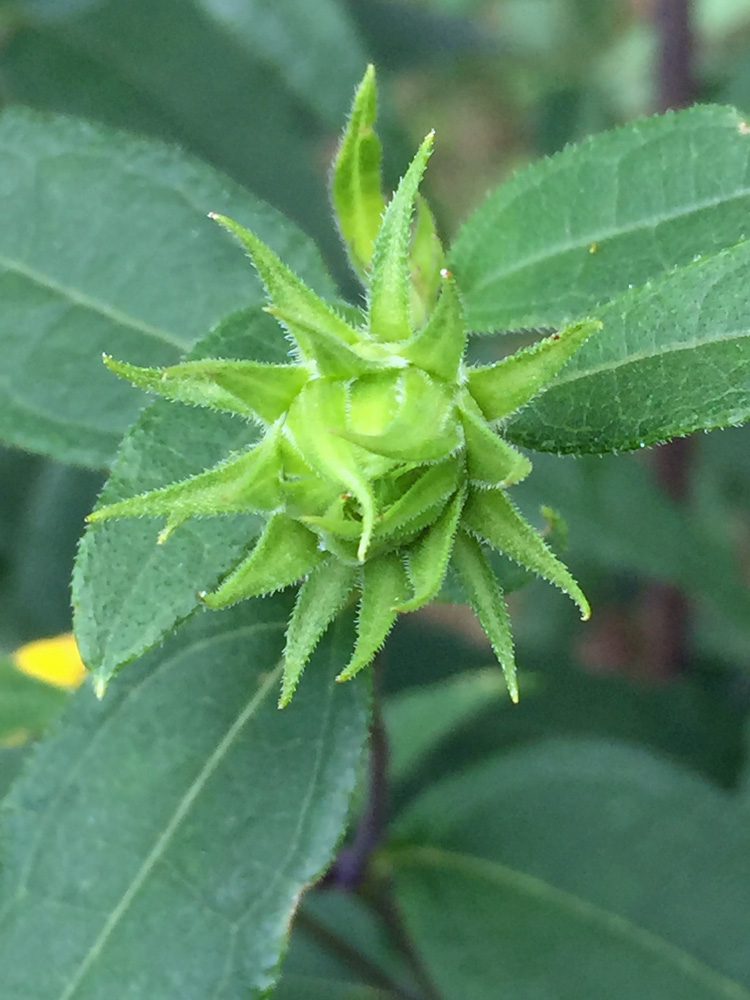 Helianthus divaricatus (Woodland Sunflower) flower bud in July displays long, narrow, lanceolate phyllaries with twisted and pointed tips.