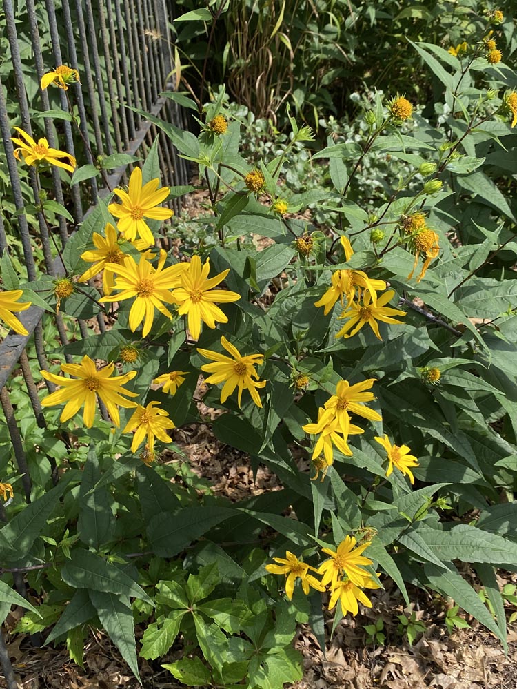 Helianthus divaricatus (Woodland Sunflower) in the landscape at the Glencarlyn Library Community Garden in July.