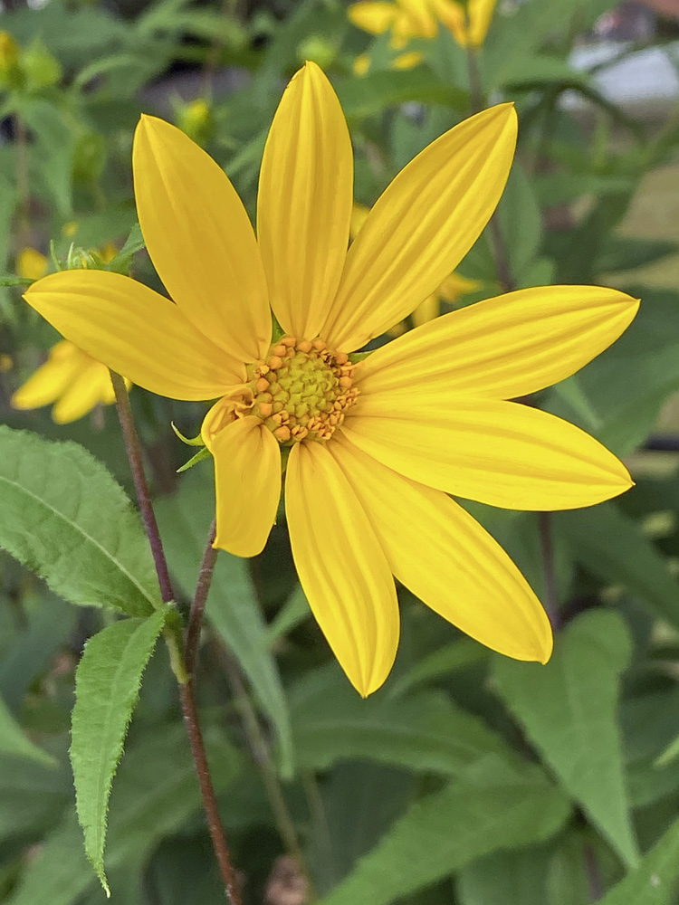 Helianthus divaricatus (Woodland Sunflower) capitulum in July has 8–15 rays and 40+ disk florets.