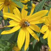 Helianthus divaricatus (Woodland Sunflower) flowers with common eastern bumble bee (Bombus impatiens) in July