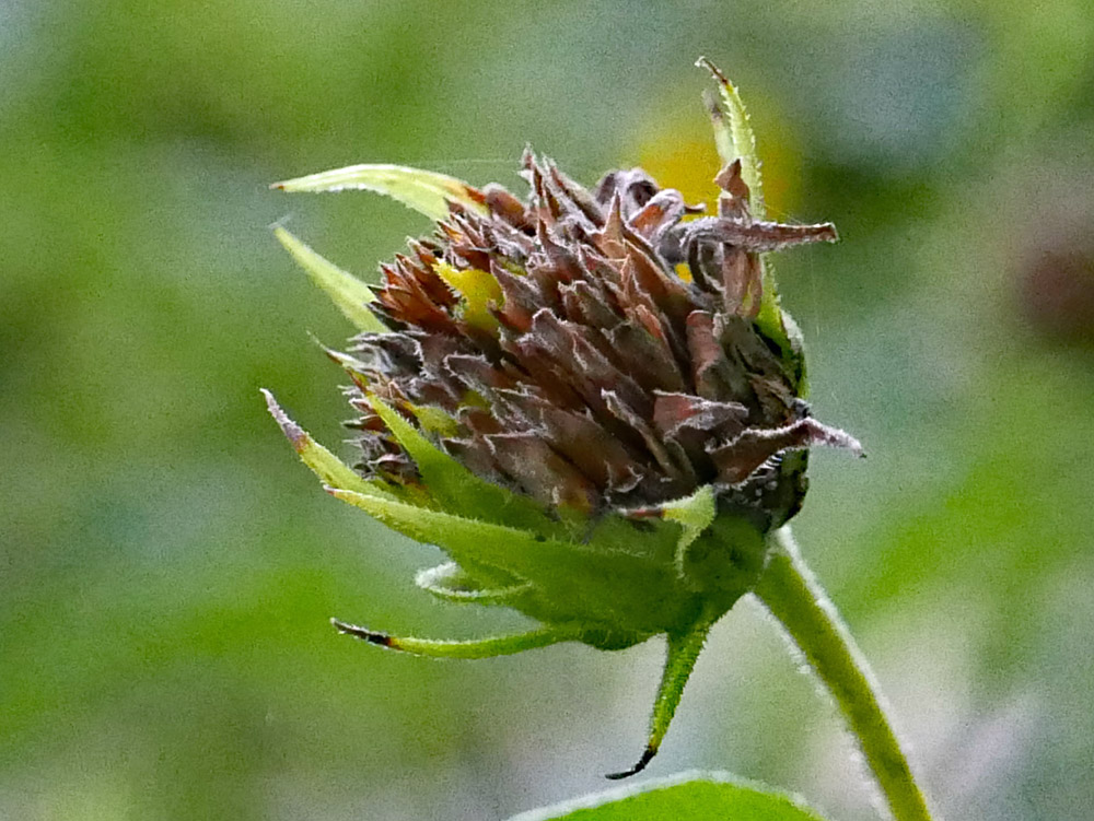 Helianthus divaricatus (Woodland Sunflower) cypselae with awned pappi in August.