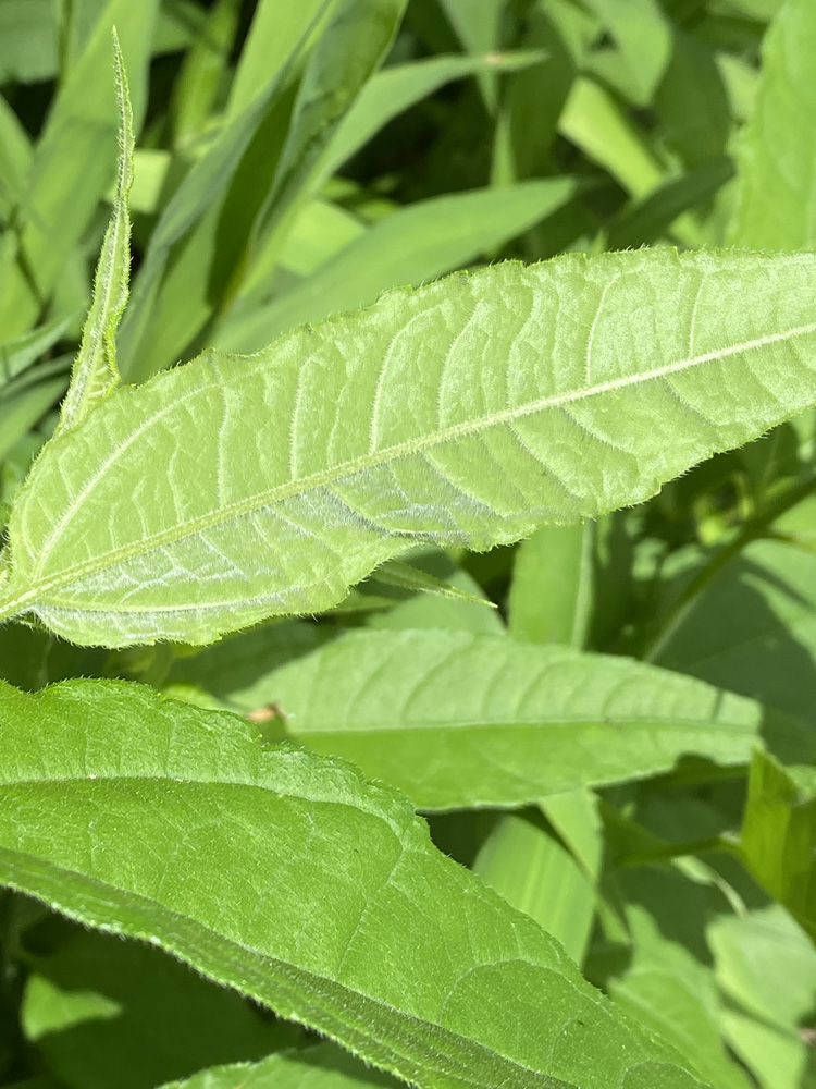 The narrowly lanceolate leaves of Helianthus divaricatus (Woodland Sunflower) have three prominent veins: the midrib and a pair of lateral veins originating at the jointure of leaf margin and petiole and arching toward the tip.