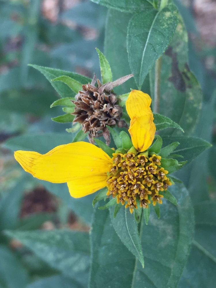 Helianthus divaricatus (Woodland Sunflower) seed heads in August.