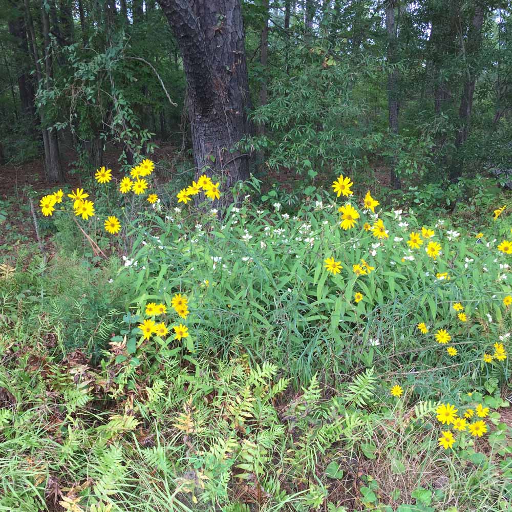 Helianthus divaricatus (Woodland Sunflower) in the woods at the Norfolk Botanical Garden in October.