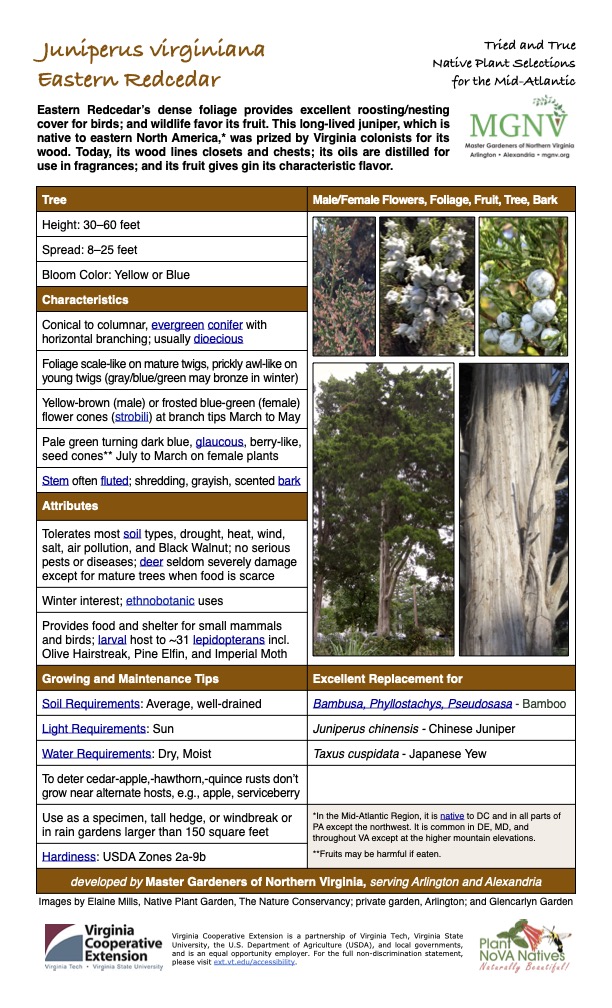 Juniperus virginiana Eastern Redcedar
Tried and True Native Plant Selections for the Mid-Atlantic
Eastern Redcedar’s dense foliage provides excellent roosting/nesting cover for birds; and wildlife favor its fruit. This long-lived juniper, which is native to eastern North America,* was prized by Virginia colonists for its wood. Today, its wood lines closets and chests; its oils are distilled for use in fragrances; and its fruit gives gin its characteristic flavor.
Tree Male/Female Flowers, Foliage, Fruit, Tree, Bark
Height: 30–60 feet
Spread: 8–25 feet
Bloom Color: Yellow or Blue
Characteristics
Conical to columnar, evergreen conifer with horizontal branching; usually dioecious
Foliage scale-like on mature twigs, prickly awl-like on young twigs (gray/blue/green may bronze in winter)
Yellow-brown (male) or frosted blue-green (female) flower cones (strobili) at branch tips March to May
Pale green turning dark blue, glaucous, berry-like, seed cones** July to March on female plants
Stem often fluted; shredding, grayish, scented bark
Attributes
Tolerates most soil types, drought, heat, wind, salt, air pollution, and Black Walnut; no serious pests or diseases; deer seldom severely damage except for mature trees when food is scarce
Winter interest; ethnobotanic uses
Provides food and shelter for small mammals and birds; larval host to ~31 lepidopterans incl. Olive Hairstreak, Pine Elfin, and Imperial Moth
Growing and Maintenance Tips
Excellent Replacement for
Soil Requirements: Average, well-drained
Bambusa, Phyllostachys, Pseudosasa - Bamboo
Light Requirements: Sun
Juniperus chinensis - Chinese Juniper
Water Requirements: Dry, Moist
Taxus cuspidata - Japanese Yew
To deter cedar-apple,-hawthorn,-quince rusts don’t grow near alternate hosts, e.g., apple, serviceberry
Use as a specimen, tall hedge, or windbreak or in rain gardens larger than 150 square feet
*In the Mid-Atlantic Region, it is native to DC and in all parts of PA except the northwest. It is common in DE, MD, and throughout VA except at the higher mountain elevations.
**Fruits may be harmful if eaten.
Hardiness: USDA Zones 2a-9b
developed by Master Gardeners of Northern Virginia, serving Arlington and Alexandria
Images by Elaine Mills, Native Plant Garden, The Nature Conservancy; private garden, Arlington; and Glencarlyn Garden