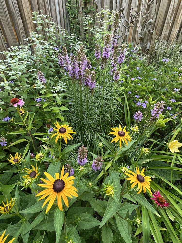 Liatris spicata (Gayfeather, (Dense) Blazing Star) with natives Rudbeckia fulgida and Echinacea (front), Pyncnanthemum muticum (left back) and Ruellia (right back) in a residential landscape in late June.