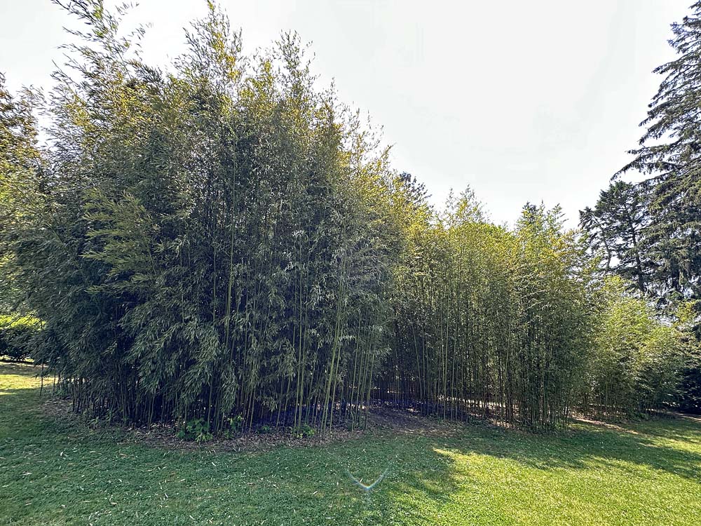 Highly invasive bamboo (Phyllostachys aureosulcata) at the Green Animals Topiary Garden in Rhode Island must be mown around regularly to keep it in check.