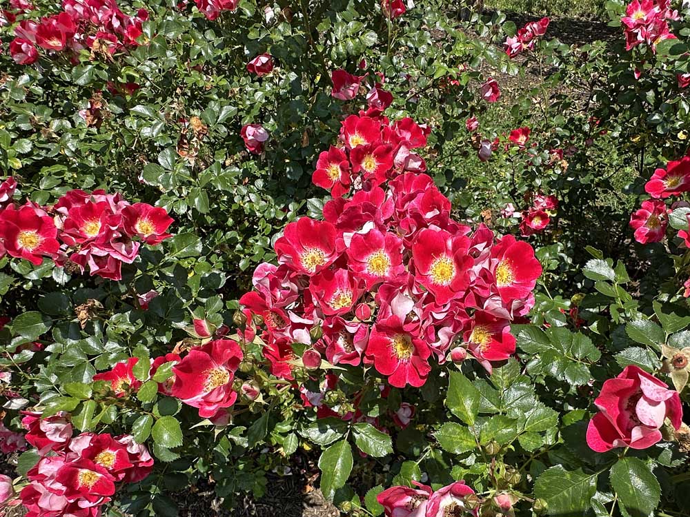 Abloom in June at the Veterans Memorial Rose Garden in Norwich, Connecticut. 
