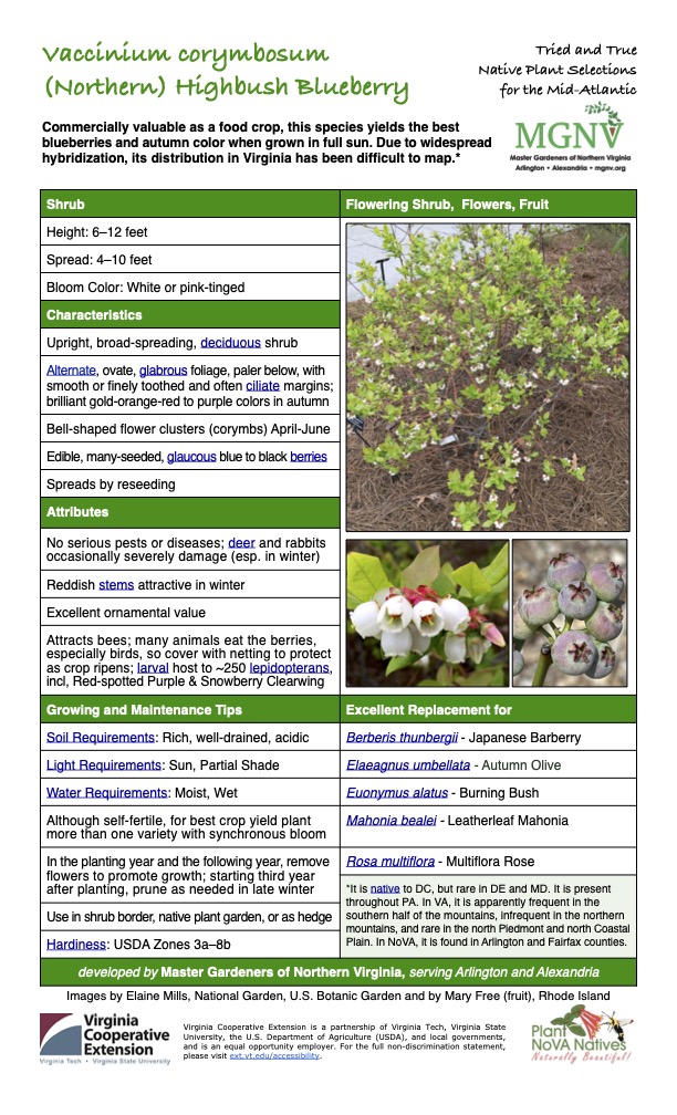 Tried and True Native Plant Selections (Northern) Highbush Blueberry for the Mid-Atlantic
Commercially valuable as a food crop, this species yields the best blueberries and autumn color when grown in full sun. Due to widespread hybridization, its distribution in Virginia has been difficult to map.*
Shrub Flowering Shrub, Flowers, Fruit
Height: 6–12 feet
Spread: 4–10 feet
Bloom Color: White or pink-tinged
Characteristics
Upright, broad-spreading, deciduous shrub
Alternate, ovate, glabrous foliage, paler below, with smooth or finely toothed and often ciliate margins; brilliant gold-orange-red to purple colors in autumn
Bell-shaped flower clusters (corymbs) April-June
Edible, many-seeded, glaucous blue to black berries
Spreads by reseeding
Attributes
No serious pests or diseases; deer and rabbits occasionally severely damage (esp. in winter)
Reddish stems attractive in winter
Excellent ornamental value
Attracts bees; many animals eat the berries, especially birds, so cover with netting to protect as crop ripens; larval host to ~250 lepidopterans, incl, Red-spotted Purple & Snowberry Clearwing
Growing and Maintenance Tips
Soil Requirements: Rich, well-drained, acidic
Excellent Replacement for
Berberis thunbergii - Japanese Barberry
Light Requirements: Sun, Partial Shade
Elaeagnus umbellata - Autumn Olive
Water Requirements: Moist, Wet
Euonymus alatus - Burning Bush
Although self-fertile, for best crop yield plant more than one variety with synchronous bloom
In the planting year and the following year, remove flowers to promote growth; starting third year after planting, prune as needed in late winter
Mahonia bealei - Leatherleaf Mahonia
Rosa multiflora - Multiflora Rose
*It is native to DC, but rare in DE and MD. It is present throughout PA. In VA, it is apparently frequent in the southern half of the mountains, infrequent in the northern mountains, and rare in the north Piedmont and north Coastal Plain. In NoVA, it is found in Arlington and Fairfax counties.
Use in shrub border, native plant garden, or as hedge
Hardiness: USDA Zones 3a–8b
developed by Master Gardeners of Northern Virginia, serving Arlington and Alexandria
Images by Elaine Mills, National Garden, U.S. Botanic Garden and by Mary Free (fruit), Rhode Island