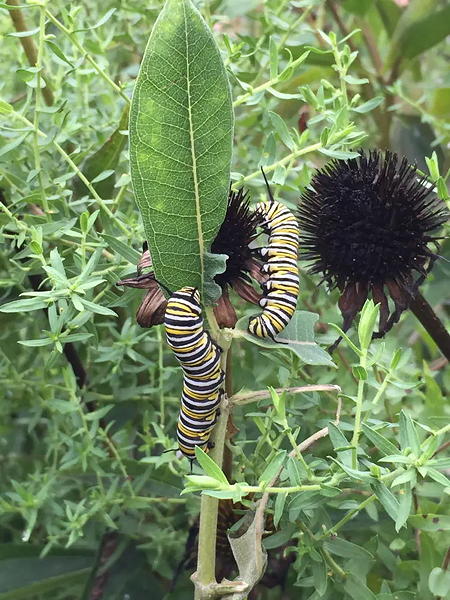 Monarch caterpillars feeding on foliage of milkweed plant