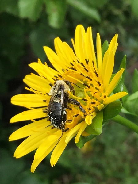 Carpenter bee collecting pollen on yellow flower