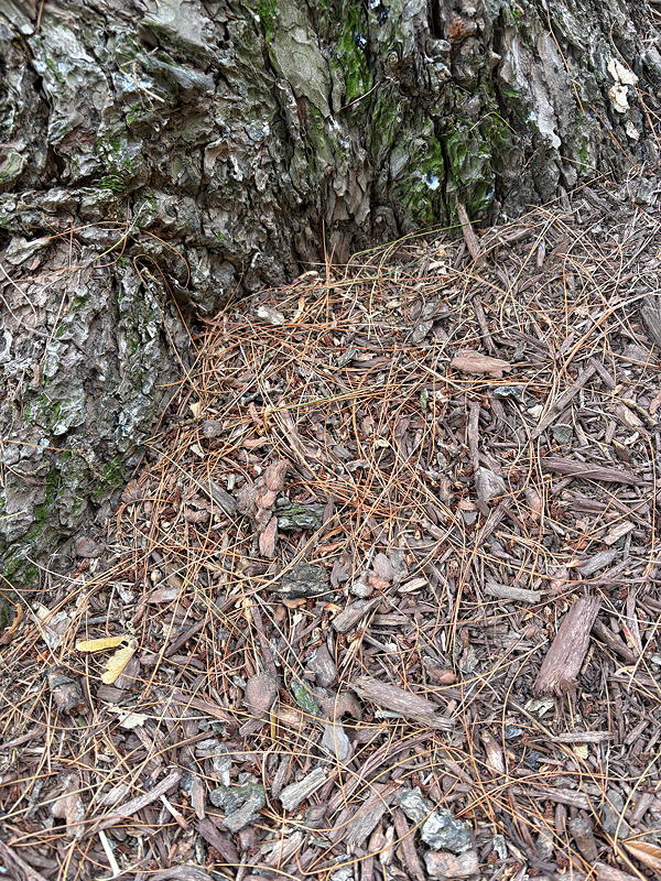 Close-up of pine needles mixed with other mulch.