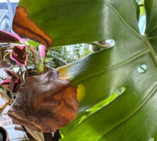 leaf with crispy brown edges