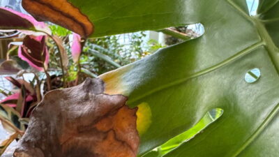 leaf with crispy brown edges