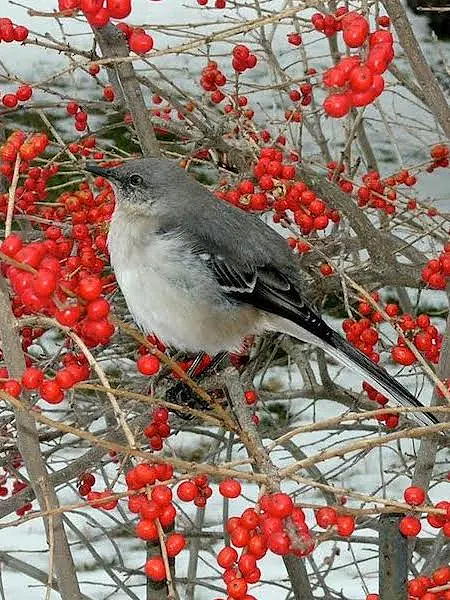 Mockingbird eating fred ruit on holly in winter