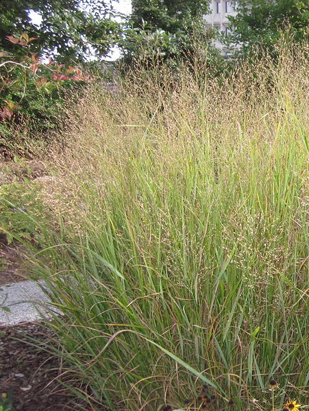 Panicum virgatum grasses en masse
