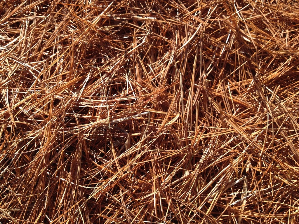 Carpet of pine needles on ground