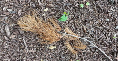 Pine bough with dead needles on ground