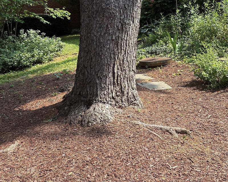 Pine tree in Fairlington surrounded by pine needle mulch.