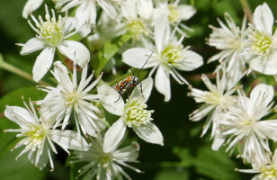 Clematis virginana with Alianthus webworm moth in September.