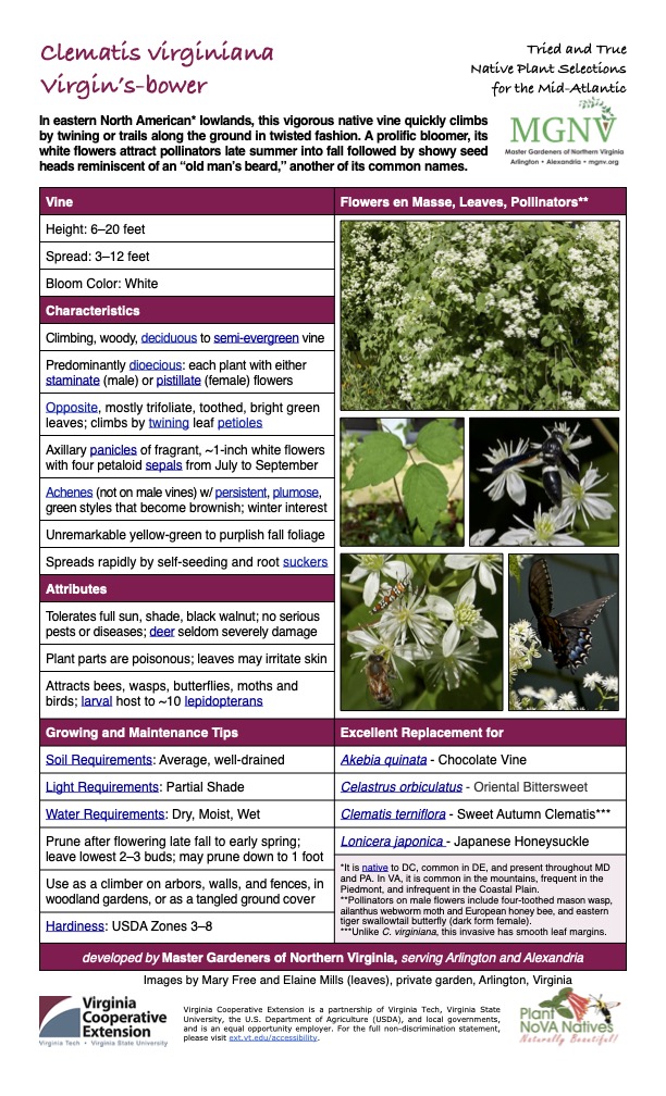 Clematis virginiana Tried and True Native Plant Selections Virgin’s-bower for the Mid-Atlantic In eastern North American* lowlands, this vigorous native vine quickly climbs by twining or trails along the ground in twisted fashion. A prolific bloomer, its white flowers attract pollinators late summer into fall followed by showy seed heads reminiscent of an “old man’s beard,” another of its common names. Vine Flowers en Masse, Leaves, Pollinators** Height: 6–20 feet Spread: 3–12 feet Bloom Color: White Characteristics Climbing, woody, deciduous to semi-evergreen vine Predominantly dioecious: each plant with either staminate (male) or pistillate (female) flowers Opposite, mostly trifoliate, toothed, bright green leaves; climbs by twining leaf petioles Axillary panicles of fragrant, ~1-inch white flowers with four petaloid sepals from July to September Achenes (not on male vines) w/ persistent, plumose, green styles that become brownish; winter interest Unremarkable yellow-green to purplish fall foliage Spreads rapidly by self-seeding and root suckers Attributes Tolerates full sun, shade, black walnut; no serious pests or diseases; deer seldom severely damage Plant parts are poisonous; leaves may irritate skin Attracts bees, wasps, butterflies, moths and birds; larval host to ~10 lepidopterans Growing and Maintenance Tips Soil Requirements: Average, well-drained Light Requirements: Partial Shade Excellent Replacement for Akebia quinata - Chocolate Vine Celastrus orbiculatus - Oriental Bittersweet Water Requirements: Dry, Moist, Wet Clematis terniflora - Sweet Autumn Clematis*** Prune after flowering late fall to early spring; leave lowest 2–3 buds; may prune down to 1 foot Lonicera japonica - Japanese Honeysuckle Hardiness: USDA Zones 3–8 *It is native to DC, common in DE, and present throughout MD and PA. In VA, it is common in the mountains, frequent in the Piedmont, and infrequent in the Coastal Plain. **Pollinators on male flowers include four-toothed mason wasp, ailanthus webworm moth and European honey bee, and eastern tiger swallowtail butterfly (dark form female). ***Unlike C. virginiana, this invasive has smooth leaf margins. Use as a climber on arbors, walls, and fences, in woodland gardens, or as a tangled ground cover developed by Master Gardeners of Northern Virginia, serving Arlington and Alexandria Images by Mary Free and Elaine Mills (leaves), private garden, Arlington, Virginia