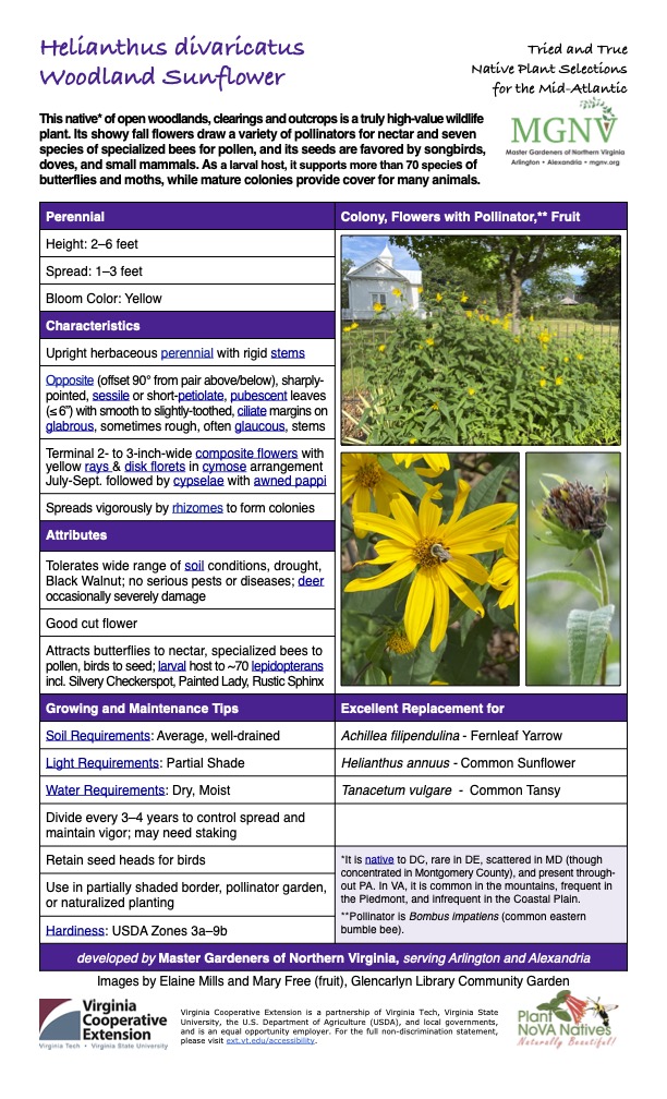 Helianthus divaricatus Tried and True
Woodland Sunflower
Native Plant Selections for the Mid-Atlantic
This native* of open woodlands, clearings and outcrops is a truly high-value wildlife plant. Its showy fall flowers draw a variety of pollinators for nectar and seven species of specialized bees for pollen, and its seeds are favored by songbirds, doves, and small mammals. As a larval host, it supports more than 70 species of butterflies and moths, while mature colonies provide cover for many animals.
Perennial Colony, Flowers with Pollinator,** Fruit
Height: 2–6 feet
Spread: 1–3 feet
Bloom Color: Yellow
Characteristics
Upright herbaceous perennial with rigid stems
Opposite (offset 90° from pair above/below), sharply- pointed, sessile or short-petiolate, pubescent leaves (≤ 6”) with smooth to slightly-toothed, ciliate margins on glabrous, sometimes rough, often glaucous, stems
Terminal 2- to 3-inch-wide composite flowers with yellow rays & disk florets in cymose arrangement July-Sept. followed by cypselae with awned pappi
Spreads vigorously by rhizomes to form colonies
Attributes
Tolerates wide range of soil conditions, drought, Black Walnut; no serious pests or diseases; deer occasionally severely damage
Good cut flower
Attracts butterflies to nectar, specialized bees to pollen, birds to seed; larval host to ~70 lepidopterans incl. Silvery Checkerspot, Painted Lady, Rustic Sphinx
Growing and Maintenance Tips
Excellent Replacement for
Soil Requirements: Average, well-drained
Achillea filipendulina - Fernleaf Yarrow
Light Requirements: Partial Shade
Helianthus annuus - Common Sunflower
Water Requirements: Dry, Moist
Tanacetum vulgare - Common Tansy
Divide every 3–4 years to control spread and maintain vigor; may need staking
Retain seed heads for birds
*It is native to DC, rare in DE, scattered in MD (though concentrated in Montgomery County), and present through- out PA. In VA, it is common in the mountains, frequent in the Piedmont, and infrequent in the Coastal Plain.
**Pollinator is Bombus impatiens (common eastern bumble bee).
Use in partially shaded border, pollinator garden, or naturalized planting
Hardiness: USDA Zones 3a–9b
developed by Master Gardeners of Northern Virginia, serving Arlington and Alexandria
Images by Elaine Mills and Mary Free (fruit), Glencarlyn Library Community Garden
