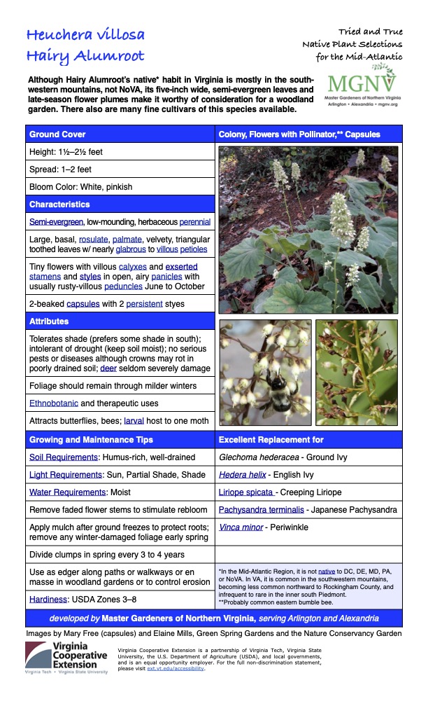 Heuchera villosa
Tried and True Native Plant Selections Hairy Alumroot for the Mid-Atlantic
Although Hairy Alumroot’s native* habit in Virginia is mostly in the south- western mountains, not NoVA, its five-inch wide, semi-evergreen leaves and late-season flower plumes make it worthy of consideration for a woodland garden. There also are many fine cultivars of this species available.
Ground Cover Colony, Flowers with Pollinator,** Capsules
Height: 11⁄2–21⁄2 feet
Spread: 1–2 feet
Bloom Color: White, pinkish
Characteristics
Semi-evergreen, low-mounding, herbaceous perennial
Large, basal, rosulate, palmate, velvety, triangular toothed leaves w/ nearly glabrous to villous petioles
Tiny flowers with villous calyxes and exserted stamens and styles in open, airy panicles with usually rusty-villous peduncles June to October
2-beaked capsules with 2 persistent styes
Attributes
Tolerates shade (prefers some shade in south); intolerant of drought (keep soil moist); no serious pests or diseases although crowns may rot in poorly drained soil; deer seldom severely damage
Foliage should remain through milder winters
Ethnobotanic and therapeutic uses
Attracts butterflies, bees; larval host to one moth
Growing and Maintenance Tips
Soil Requirements: Humus-rich, well-drained
Water Requirements: Moist
Excellent Replacement for
Glechoma hederacea - Ground Ivy
Light Requirements: Sun, Partial Shade, Shade
Hedera helix - English Ivy
Liriope spicata - Creeping Liriope
Remove faded flower stems to stimulate rebloom
Apply mulch after ground freezes to protect roots; remove any winter-damaged foliage early spring
Pachysandra terminalis - Japanese Pachysandra
Vinca minor - Periwinkle
Divide clumps in spring every 3 to 4 years
Use as edger along paths or walkways or en masse in woodland gardens or to control erosion
Hardiness: USDA Zones 3–8
*In the Mid-Atlantic Region, it is not native to DC, DE, MD, PA, or NoVA. In VA, it is common in the southwestern mountains, becoming less common northward to Rockingham County, and infrequent to rare in the inner south Piedmont.
**Probably common eastern bumble bee.
developed by Master Gardeners of Northern Virginia, serving Arlington and Alexandria
Images by Mary Free (capsules) and Elaine Mills, Green Spring Gardens and the Nature Conservancy Garden