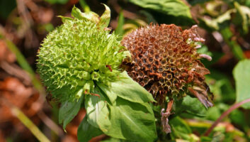 Monarda fistulosa (Wild Bergamot) fruit (schizocarps) showing immature green and mature reddish-brown calyxes that contain the nutlets in July.