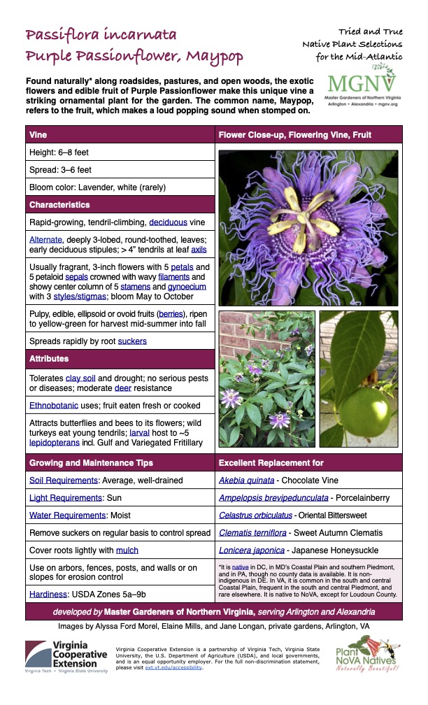 Passiflora incarnata
Tried and True Native Plant Selections Purple Passionflower, Maypop for the Mid-Atlantic
Found naturally* along roadsides, pastures, and open woods, the exotic flowers and edible fruit of Purple Passionflower make this unique vine a striking ornamental plant for the garden. The common name, Maypop, refers to the fruit, which makes a loud popping sound when stomped on.
Vine Flower Close-up, Flowering Vine, Fruit
Height: 6–8 feet
Spread: 3–6 feet
Bloom color: Lavender, white (rarely)
Characteristics
Rapid-growing, tendril-climbing, deciduous vine
Alternate, deeply 3-lobed, round-toothed, leaves; early deciduous stipules; > 4” tendrils at leaf axils
Usually fragrant, 3-inch flowers with 5 petals and 5 petaloid sepals crowned with wavy filaments and showy center column of 5 stamens and gynoecium with 3 styles/stigmas; bloom May to October
Pulpy, edible, ellipsoid or ovoid fruits (berries), ripen to yellow-green for harvest mid-summer into fall
Spreads rapidly by root suckers
Attributes
Tolerates clay soil and drought; no serious pests or diseases; moderate deer resistance
Ethnobotanic uses; fruit eaten fresh or cooked
Attracts butterflies and bees to its flowers; wild turkeys eat young tendrils; larval host to ~5 lepidopterans incl. Gulf and Variegated Fritillary
Growing and Maintenance Tips
Excellent Replacement for
Soil Requirements: Average, well-drained
Akebia quinata - Chocolate Vine
Light Requirements: Sun
Ampelopsis brevipedunculata - Porcelainberry
Water Requirements: Moist
Celastrus orbiculatus - Oriental Bittersweet
Remove suckers on regular basis to control spread
Clematis terniflora - Sweet Autumn Clematis
Cover roots lightly with mulch
Lonicera japonica - Japanese Honeysuckle
Use on arbors, fences, posts, and walls or on slopes for erosion control
*It is native in DC, in MD’s Coastal Plain and southern Piedmont, and in PA, though no county data is available. It is non- indigenous in DE. In VA, it is common in the south and central Coastal Plain, frequent in the south and central Piedmont, and rare elsewhere. It is native to NoVA, except for Loudoun County.
Hardiness: USDA Zones 5a–9b
developed by Master Gardeners of Northern Virginia, serving Arlington and Alexandria
Images by Alyssa Ford Morel, Elaine Mills, and Jane Longan, private gardens, Arlington, VA