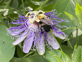 A bumble bee pollinating a Passiflora incarnata flower.