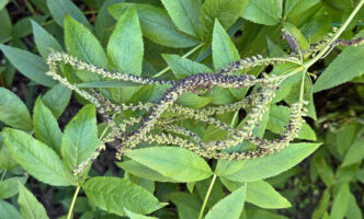Veronicastrum virginicum (Culver’s-root) fruit—an ovoid capsule with persistent style—develops in August. In shadier locations, stems flop over without support.