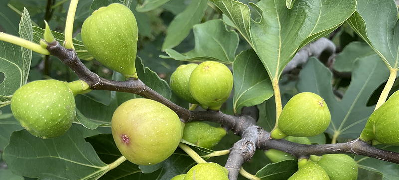 Close-up of figs on tree