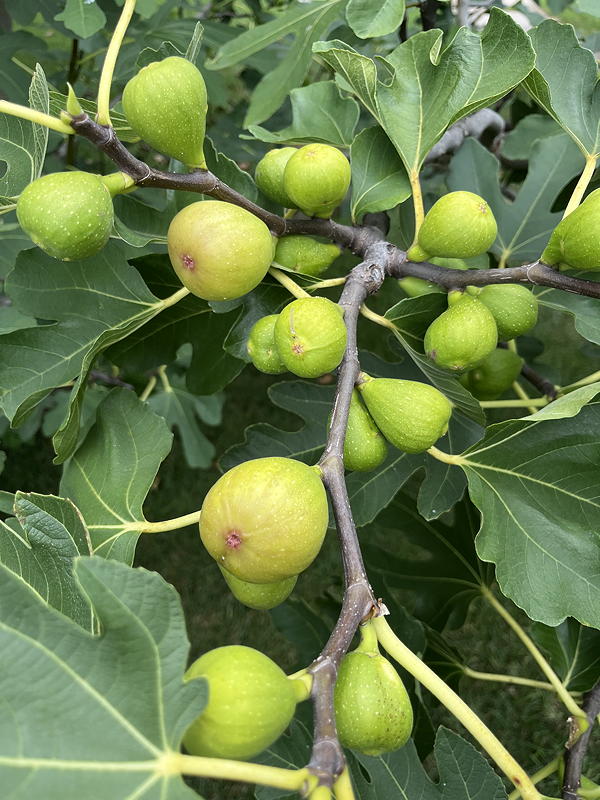 Close-up of many figs on tree