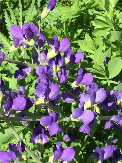 Baptisia australis (blue wild indigo)