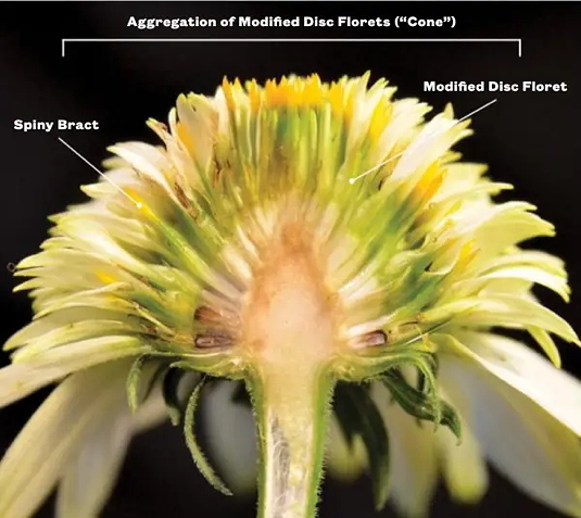 Bisection of sterile double-flowered cultivar (Echinacea 'Meteor yellow')