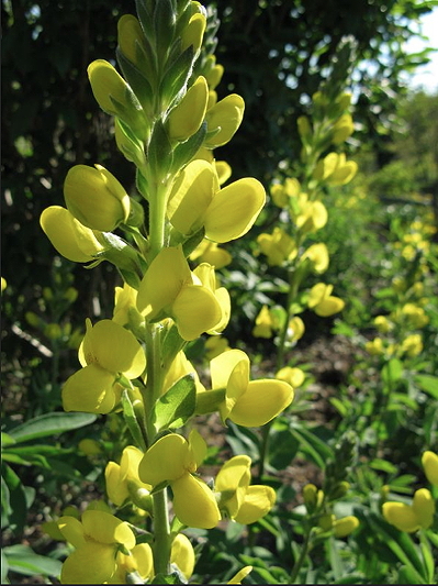 Baptisia sphaerocarpa (yellow wild indigo)