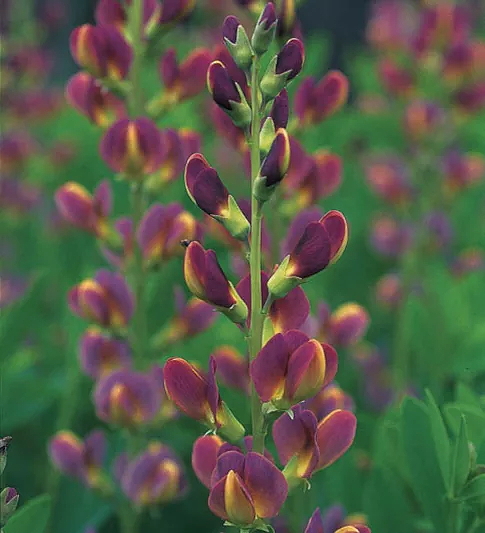 Baptisia x varicolor ‘Twilite’ hybrid displays a blend of colors