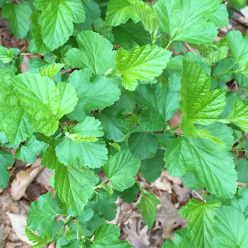 Green leaves of the straight species of Physocarpus opulifolius (Common Ninebark)