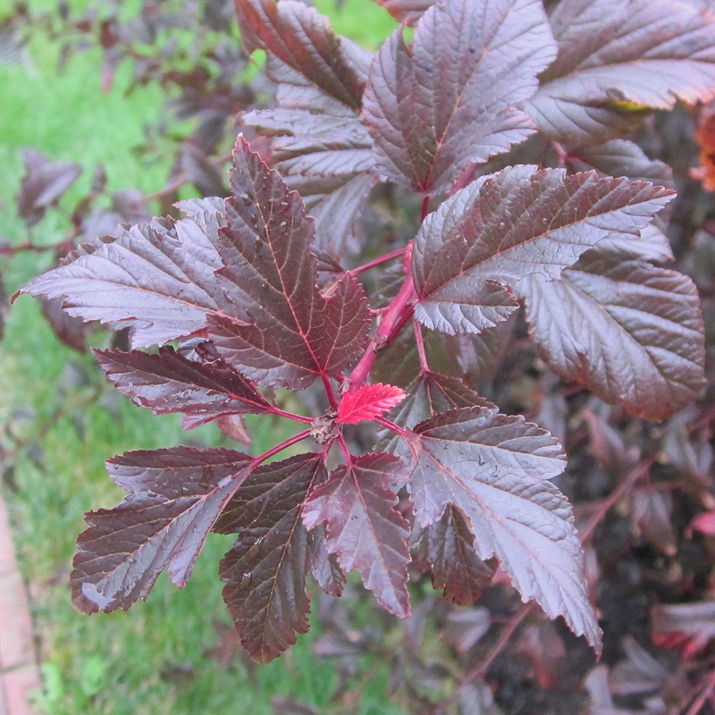 Summer Wine’ cultivar of Physocarpus opulifolius (Common Ninebark) with modified foliage