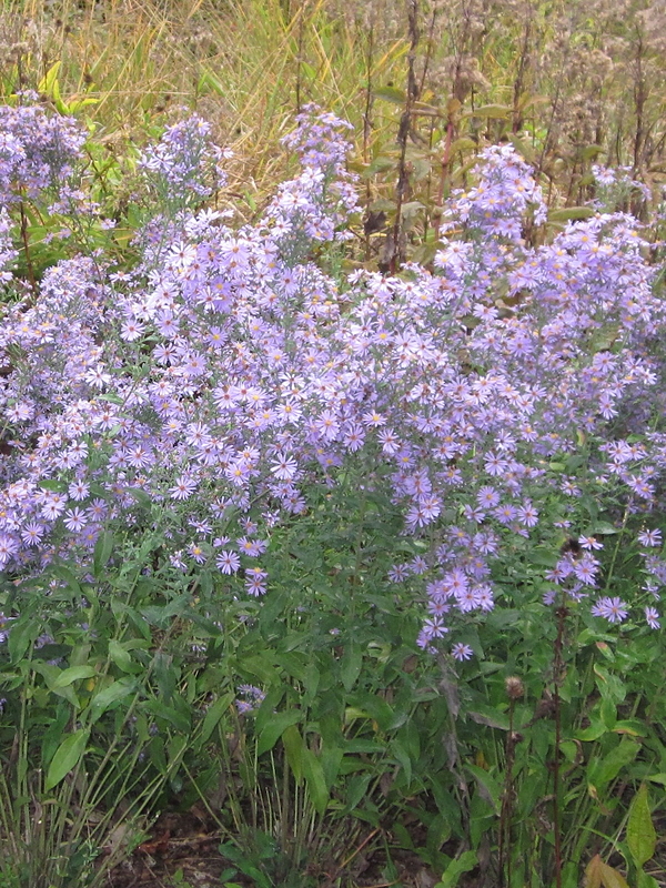 ‘Bluebird’ cultivar of smooth aste