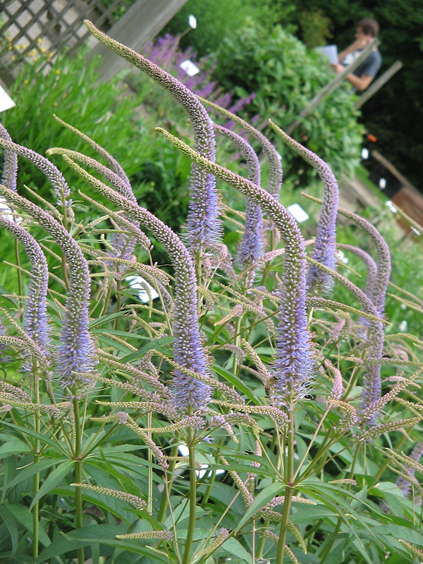 ‘Lavendelturm’ cultivar of culver’s-root