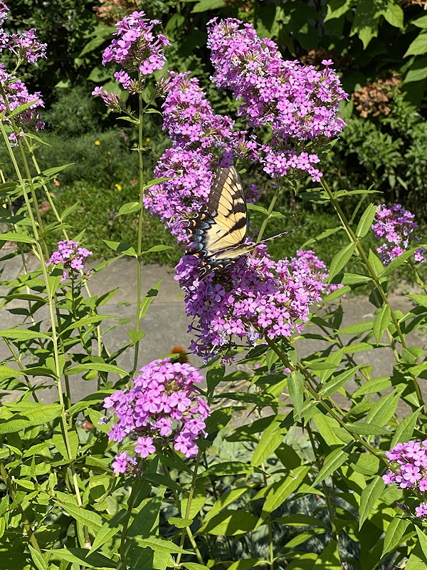 ‘Jeana’ cultivar of garden phlox from Mt. Cuba Phlox trial
