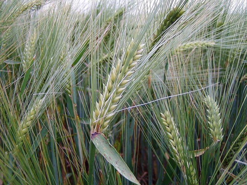 Well formed barley ears just before ripening