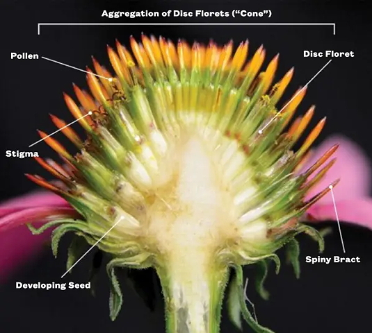 Bisection of Echinacea purpurea blossom