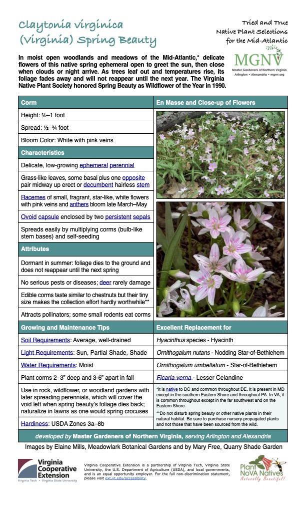 Claytonia virginica
Tried and True Native Plant Selections (Virginia) Spring Beauty for the Mid-Atlantic
In moist open woodlands and meadows of the Mid-Atlantic,* delicate flowers of this native spring ephemeral open to greet the sun, then close when clouds or night arrive. As trees leaf out and temperatures rise, its foliage fades away and will not reappear until the next year. The Virginia Native Plant Society honored Spring Beauty as Wildflower of the Year in 1990.
Corm En Masse and Close-up of Flowers
Height: 1⁄2–1 foot
Spread: 1⁄2–3⁄4 foot
Bloom Color: White with pink veins
Characteristics
Delicate, low-growing ephemeral perennial
Grass-like leaves, some basal plus one opposite pair midway up erect or decumbent hairless stem
Racemes of small, fragrant, star-like, white flowers with pink veins and anthers bloom late March–May
Ovoid capsule enclosed by two persistent sepals
Spreads easily by multiplying corms (bulb-like stem bases) and self-seeding
Attributes
Dormant in summer: foliage dies to the ground and does not reappear until the next spring
No serious pests or diseases; deer rarely damage
Edible corms taste similar to chestnuts but their tiny size makes the collection effort hardly worthwhile**
Attracts pollinators; some small rodents eat corms
Growing and Maintenance Tips
Excellent Replacement for
Soil Requirements: Average, well-drained
Hyacinthus species - Hyacinth
Light Requirements: Sun, Partial Shade, Shade
Ornithogalum nutans - Nodding Star-of-Bethlehem
Water Requirements: Moist
Ornithogalum umbellatum - Star-of-Bethlehem
Plant corms 2–3” deep and 3-6” apart in fall
Ficaria verna - Lesser Celandine
Use in rock, wildflower, or woodland gardens with later spreading perennials, which will cover the void left when spring beauty’s foliage dies back; naturalize in lawns as one would spring crocuses
*It is native to DC and common throughout DE. It is present in MD except in the southern Eastern Shore and throughout PA. In VA, it is common throughout except in the far southwest and on the Eastern Shore.
**Do not disturb spring beauty or other native plants in their natural habitat. Be sure to purchase nursery-propagated plants and not those that have been sourced from the wild.
Hardiness: USDA Zones 3a–8b
developed by Master Gardeners of Northern Virginia, serving Arlington and Alexandria
Images by Elaine Mills, Meadowlark Botanical Gardens and by Mary Free, Quarry Shade Garden